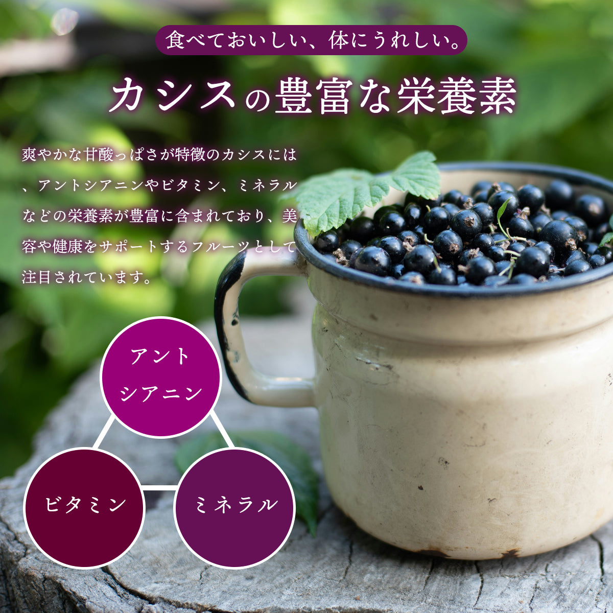 カシスパウダー 100g ポーランド産 カシス 粉末 スプレードライパウダー 果汁 ヨーグルト スムージー ジュース お菓子作り 材料 アントシアニン ビタミン ミネラル