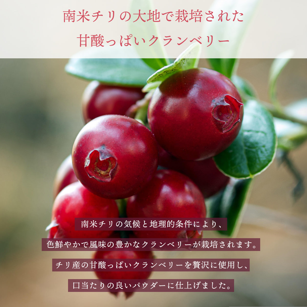 クランベリーパウダー 100g クランベリー粉末 スプレードライパウダー チリ産 果汁 ヨーグルト スムージー ジュース お菓子作り 材料 ポリフェノール ビタミンE キナ酸 ペクチン