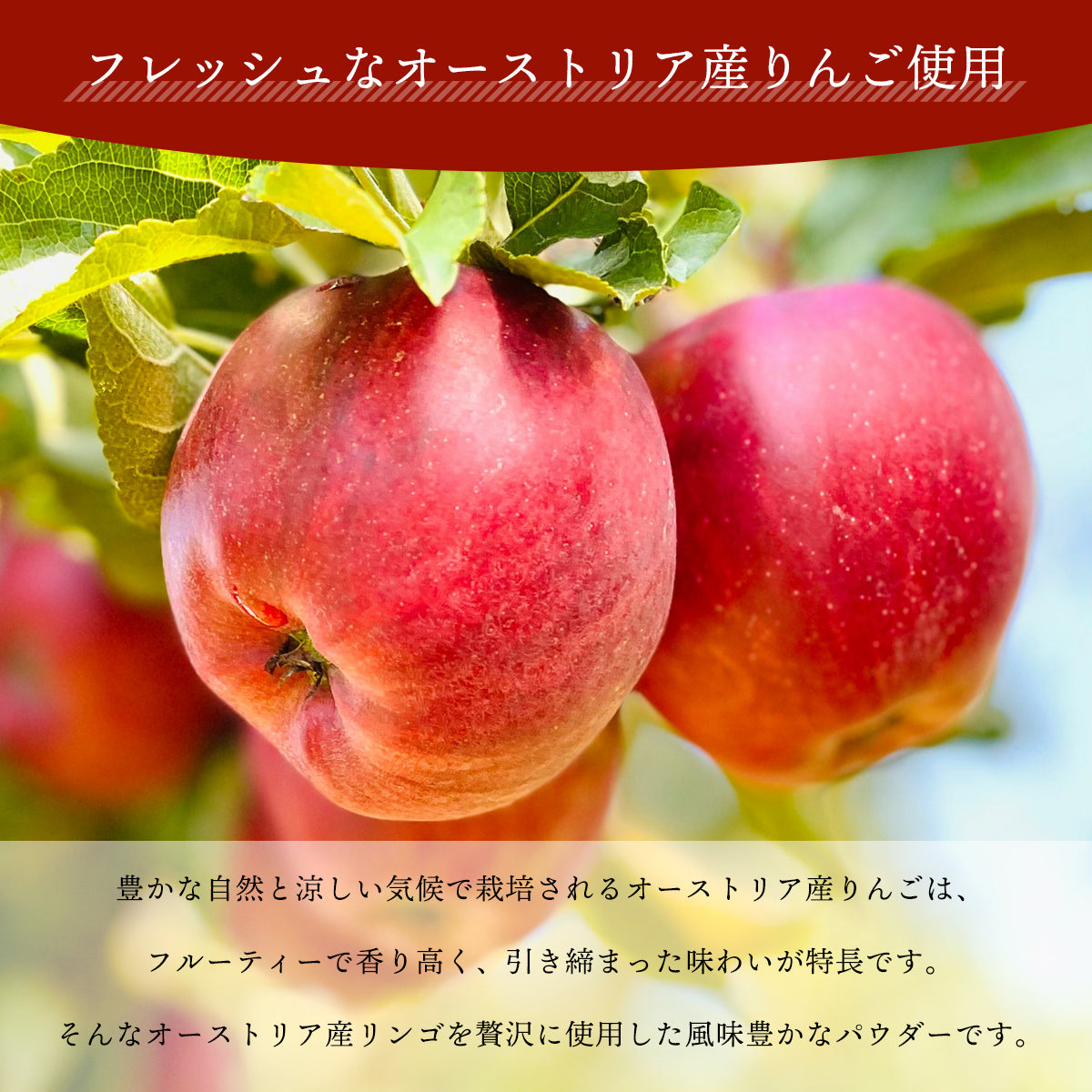 りんごパウダー 100g アップル 粉末 スプレードライ 果汁 濃縮 3.7倍 オーストリア産 林檎 リンゴ ヨーグルト スムージー ジュース お菓子作り 材料 ビタミン カリウム ペクチン りんご酸 美容 健康 プロシアニジン