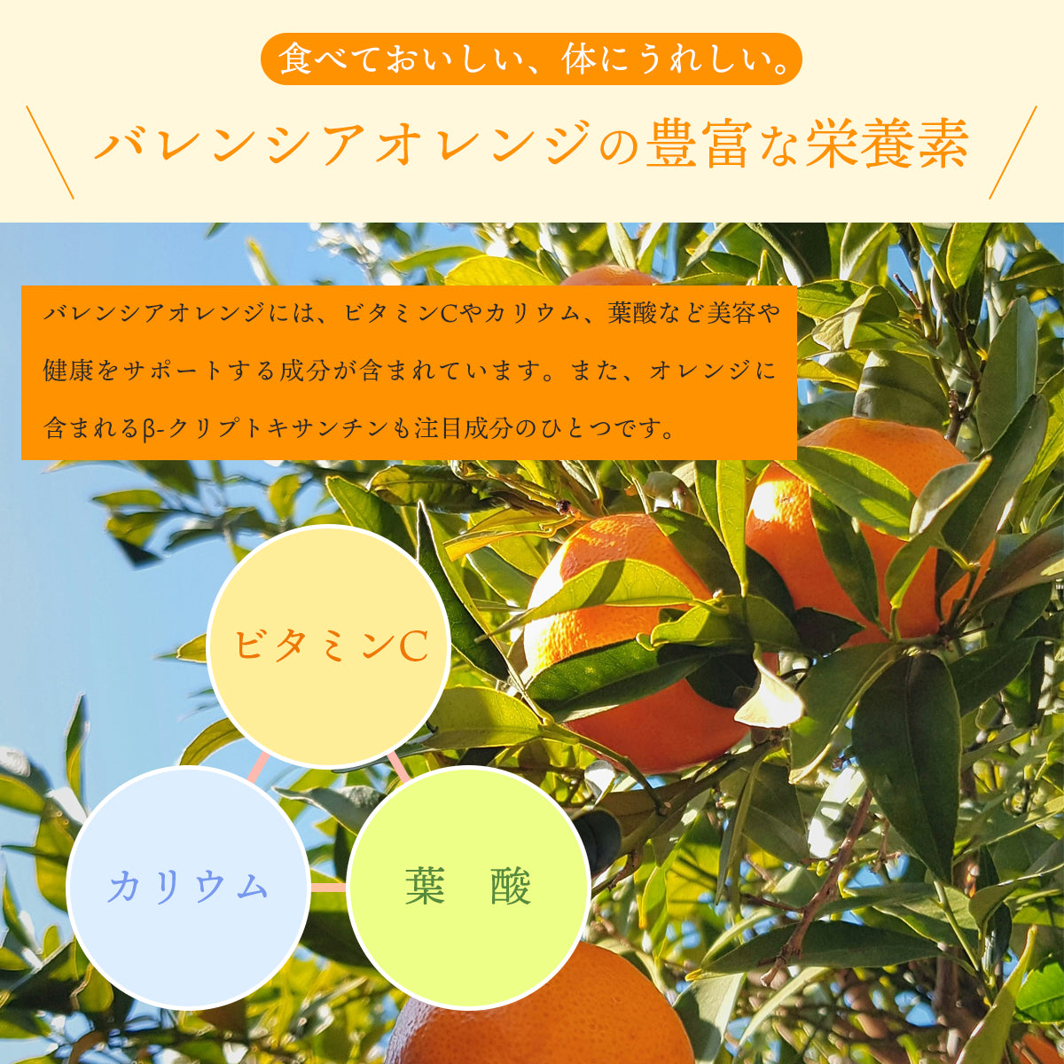 オレンジパウダー 100g バレンシア オレンジ 粉末 スプレードライパウダー メキシコ産 オレンジ果汁 3.7倍濃縮 ヨーグルト スムージー ジュース お菓子作り 材料 ビタミンC 美容 健康