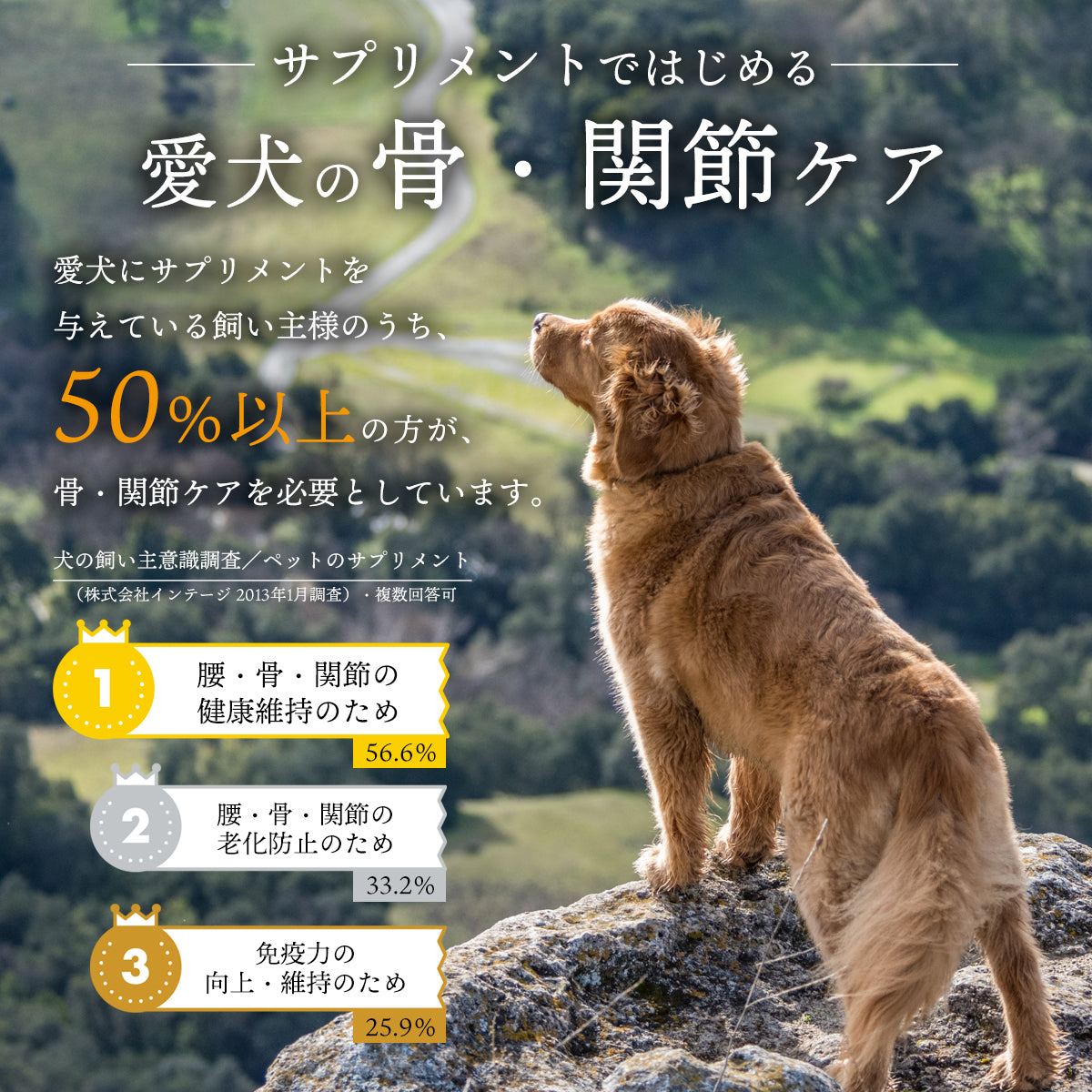 リラペット 愛犬の骨・関節ケアサプリ 【わんぐーる】 WANGOOL 粉末 100g入り 計量スプーン付き 犬 関節 サプリメント 犬用サプリ  関節の健康サポートフード 関節炎 グルコサミン MSM配合 大型犬 中型犬 小型犬 全犬種 ワンちゃん 米粉 乾燥ビール酵母 豚皮コラーゲンペプチド 