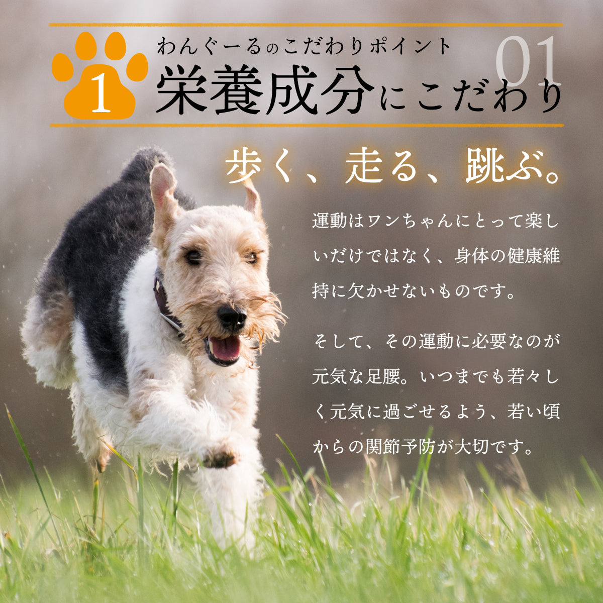 リラペット 愛犬の骨・関節ケアサプリ 【わんぐーる】 WANGOOL 粉末 100g入り 計量スプーン付き 犬 関節 サプリメント 犬用サプリ  関節の健康サポートフード 関節炎 グルコサミン MSM配合 大型犬 中型犬 小型犬 全犬種 ワンちゃん 米粉 乾燥ビール酵母 豚皮コラーゲンペプチド 